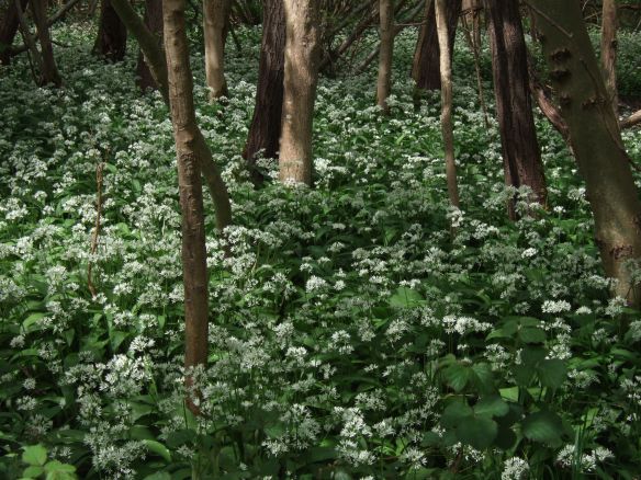 Wild Garlic - it's edible and smells amazing