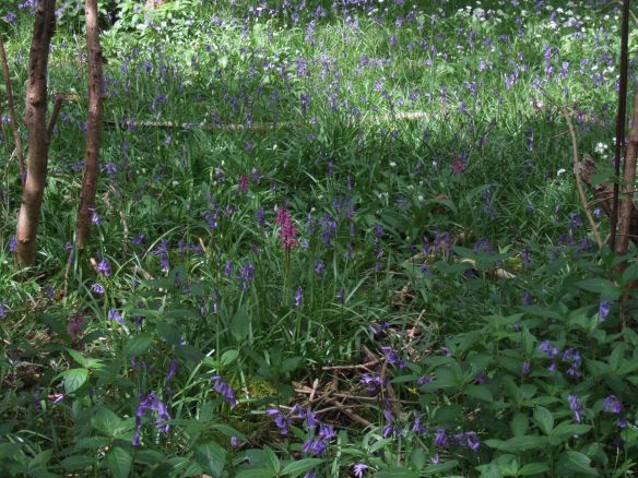 Bluebells and Orchids