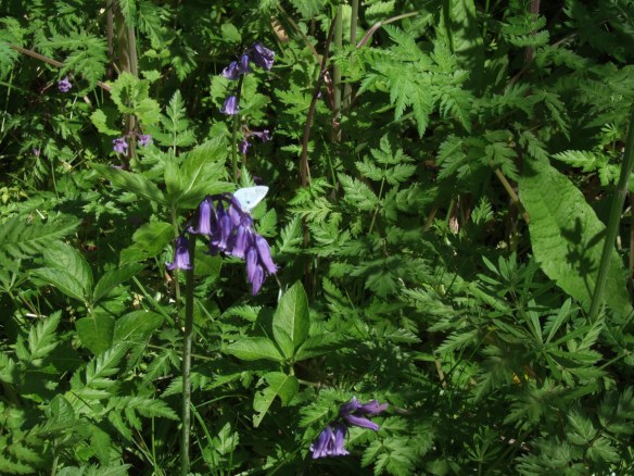 Holly Blue butterfly on a Bluebell