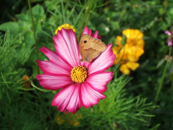 Meadow Brown butterfly on Cosmos
